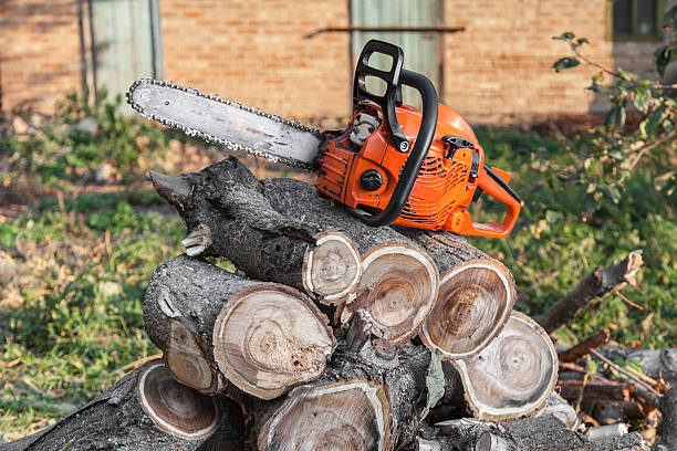 Large Tree Removal in Boise City, OK